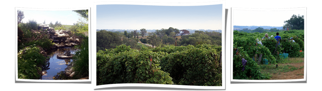 James Arthur Vineyards