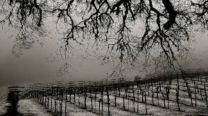 James Arthur Vineyards